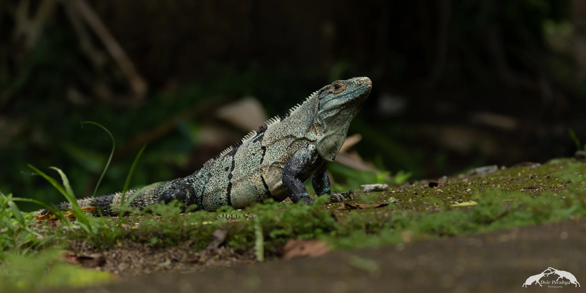 Iguana, Manuel Antonio